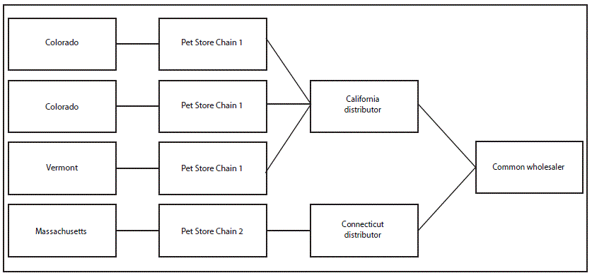 Guinea Pig Age Chart