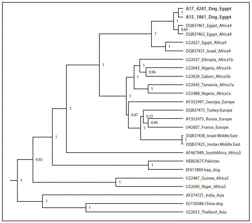 The figure is a phylogenetic tree showing Egyptian dog with other available Egyptian strains as Africa 4 subspecies canine rabies virus.