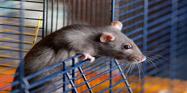 outbreak of seoul virus among rats and rat owners — united