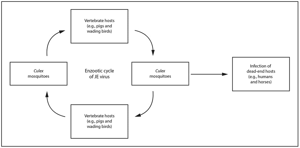 This figure is a circular flow chart showing the Japanese encephalitis (JE) virus transmission cycle from vertebrate hosts to mosquitoes to vertebrate hosts to mosquitoes. The center reads, enzootic cycle of JE virus. The center text is surrounded by a circle of four boxes with arrows that point clockwise from one box to the next: the top box reads, vertebrate hosts (e.g., pigs and wading birds) with an arrow to the right-hand box Culex mosquitoes, with an arrow to the bottom box vertebrate hosts (e.g., pigs and wading birds), and another arrow again to the top box, Culex mosquitoes. The right-hand Culex mosquito box has an arrow that leaves the circular cycle and points to the right, leading to a box that reads, infection of dead-end hosts (e.g., humans and horses).