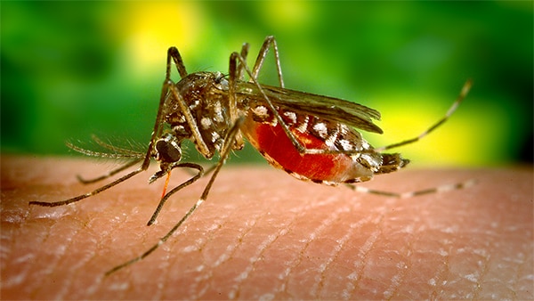 The figure shows a female Aedes aegypti mosquito, primary vector for the spread of Dengue.