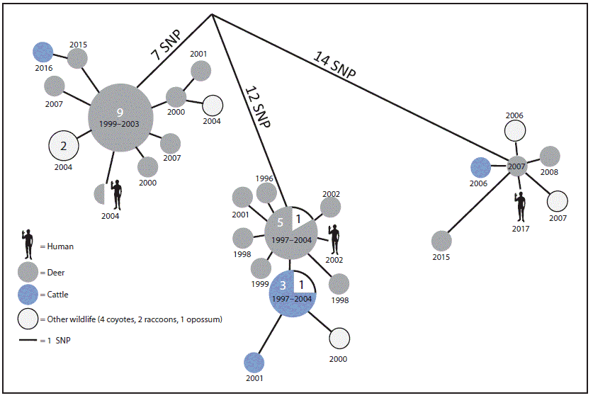 The figure is a diagram illustrating a phylogenetic analysis of the most closely related Mycobacterium bovis isolates associated with human tuberculosis cases in Michigan, during 2002–2017.