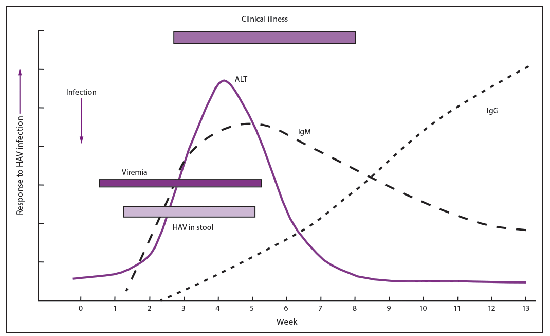 This figure is a line graph showing the alanine aminotransferase (ALT), hepatitis A virus (HAV), immunoglobulin G (IgG), and immunoglobulin M (IgM) levels during a hepatitis A infection and recovery from weeks 0 through 13, with the x axis showing weeks and the y axis showing increasing response to HAV infection. The ALT level peaks around week 3, the IgM level around week 4, and the IgG continues increasing through week 13. Superimposed over the line graph are horizontal bars showing viremia (early week 1 through the middle of week 5), HAV in stool (week 1 up to week 5), and clinical illness (from week 2 up to week 9).