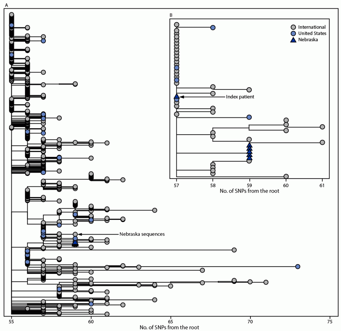Investigation of a SARS-CoV-2 B.1.1.529 (Omicron) Variant Cluster — Nebraska, November–December 2021 The figure is a two-part phylogenetic tree. Panel A illustrates the global phylogeny of Omicron samples available on Global Initiative on Sharing All Influenza Data as of December 6, 2021 (650 total genomes). Panel B illustrates an expanded view of Omicron sequences collected in Nebraska from November–December 2021.