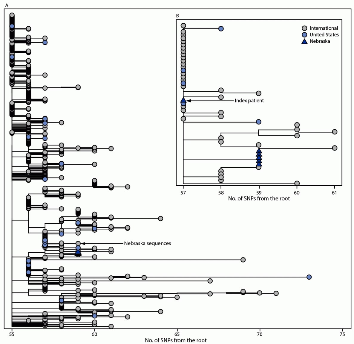 The figure is a two-part phylogenetic tree. Panel A illustrates the global phylogeny of Omicron samples available on Global Initiative on Sharing All Influenza Data as of December 6, 2021 (650 total genomes). Panel B illustrates an expanded view of Omicron sequences collected in Nebraska from November–December 2021.
