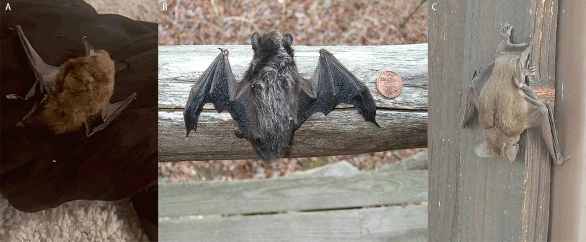 The figure is a collection of three photos of different bat species implicated in three human exposures to rabies in the United States during August 2021. Photo A depicts a big brown bat, photo B depicts a silver-haired bat, and photo C depicts a Mexican free-tailed bat.