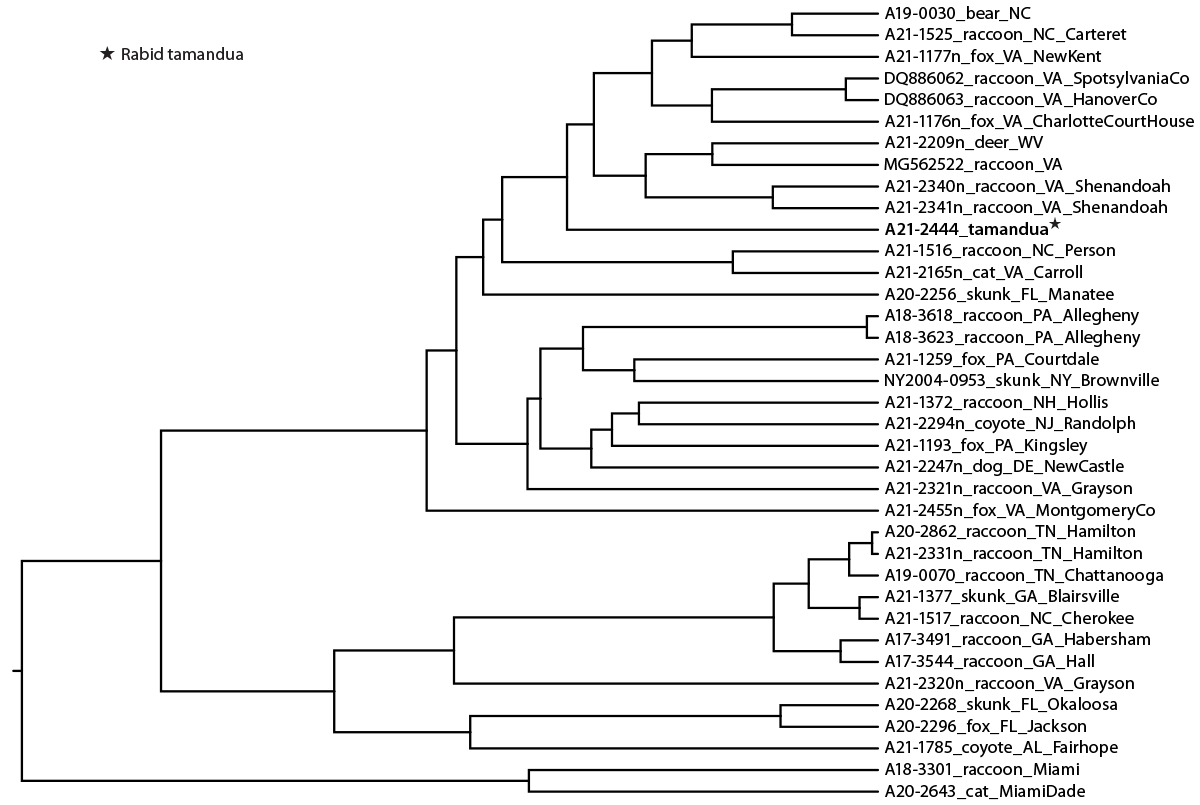 Translocation of an Anteater (Tamandua tetradactyla) Infected with Rabies from Virginia to Tennessee Resulting in Multiple Human Exposures, 2021 The figure is a phylogenetic tree showing the rabies virus nucleoprotein gene from the rabid tamandua identified in Tennessee with raccoon rabies virus variant sequences from Tennessee, Virginia, and other nearby states.