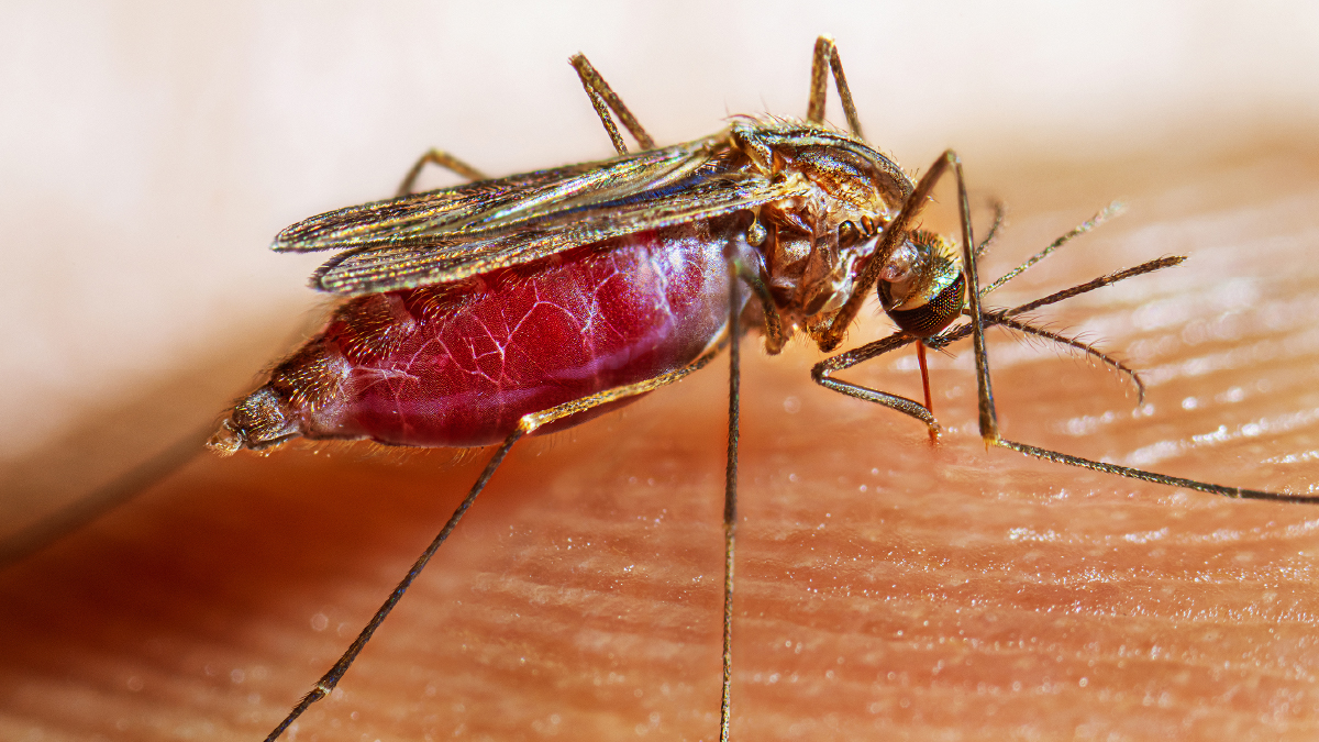 Notes from the Field: Locally Acquired Mosquito-Transmitted ...