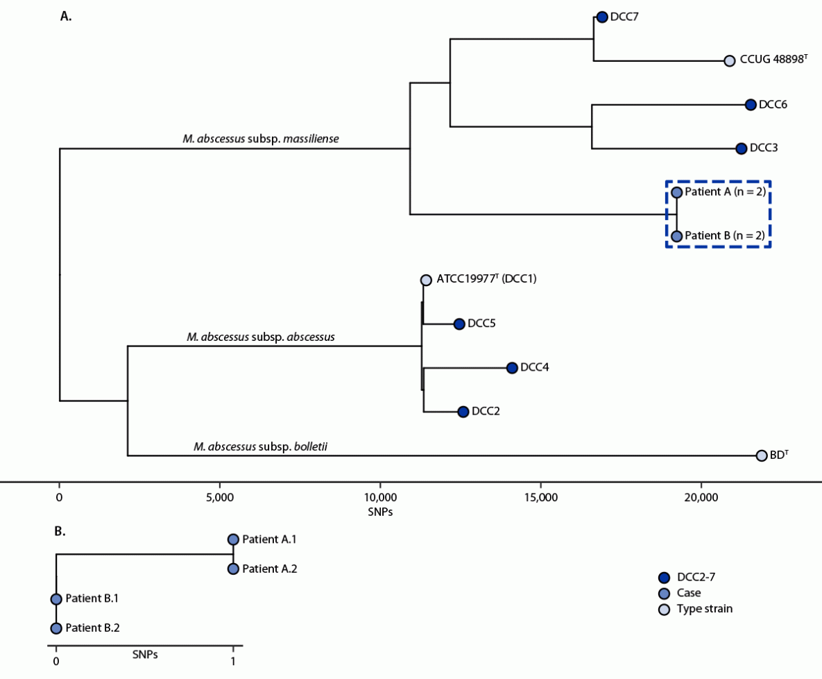 Notes from the Field: Potential Outbreak of Extrapulmonary Mycobacterium abscessus subspecies massiliense Infections from Stem Cell Treatment Clinics in Mexico — Arizona and Colorado, 2022 The figure comprises two tree graphs, with one showing Mycobacterium abscessus whole genome phylogeny of dominant circulating clones 1–7 and isolates from patients A and B and the other showing genomic similarity between the first and second whole genome sequencing single nucleotide polymorphisms for isolates from patients A and B associated with receipt of stem cell treatment in Mexico followed by treatment in Arizona and Colorado hospitals during 2022.