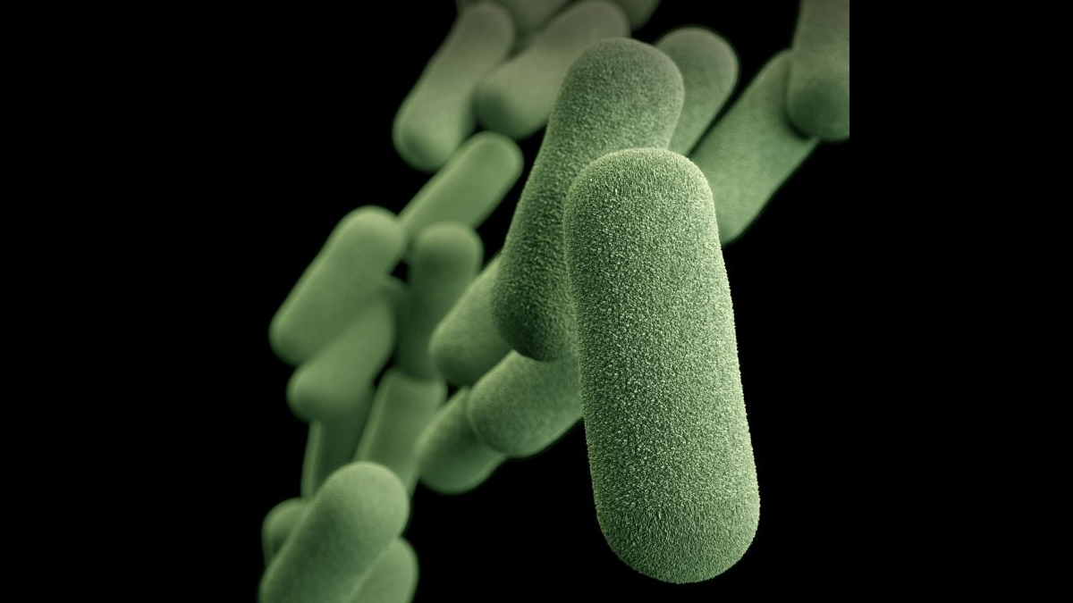 Invasive Nontypeable Haemophilus influenzae Disease Outbreak at an ...