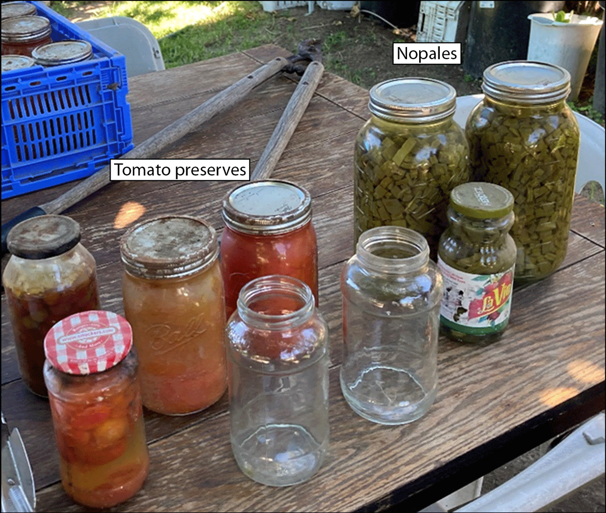 Foodborne Botulism Outbreak After Consumption of Home-Canned Cactus (Nopales) — Fresno County, California, June 2024 The figure is a photograph of three jars of home-canned prickly pear cactus pads (nopales) and four jars of tomato preserves with corroded lids in June 2024, from the Fresno County, California home of a patient with botulism who had canned these items.