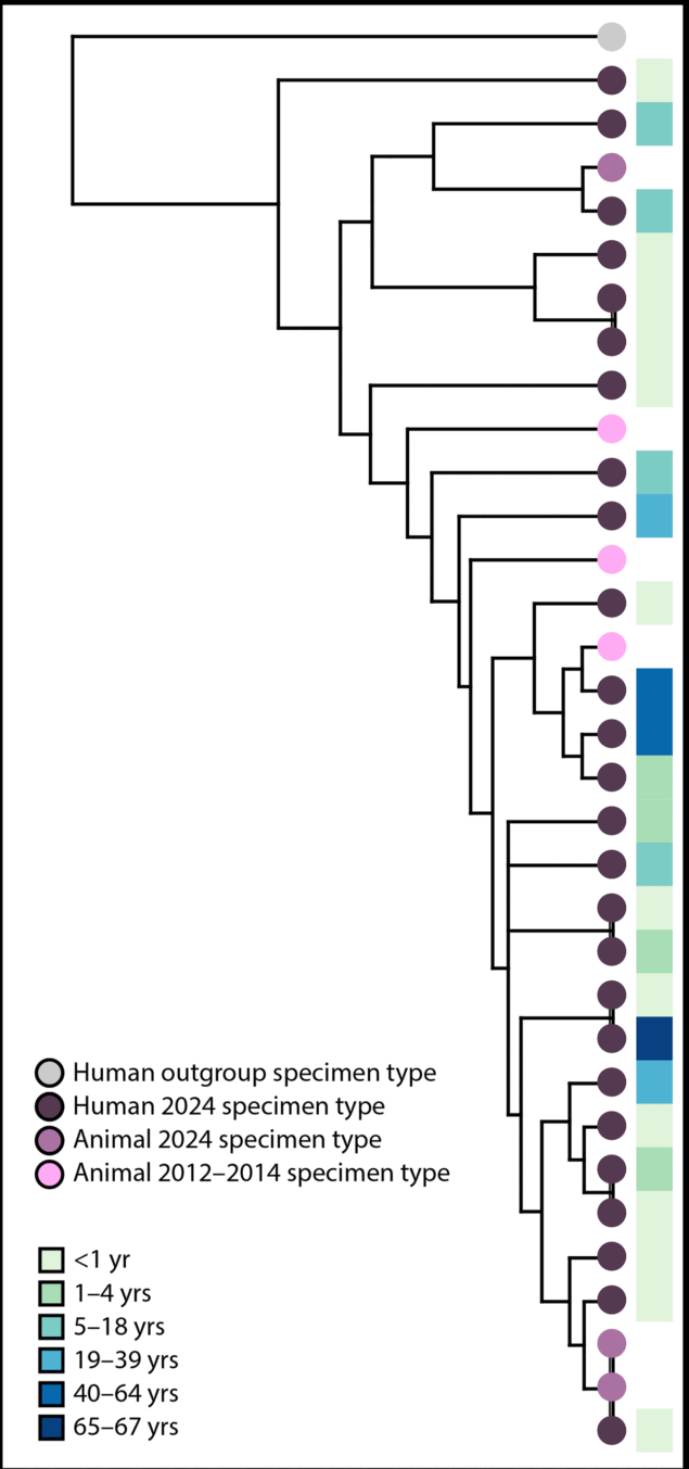 Reoccurring Salmonella Cotham Outbreak Linked to Pet Bearded Dragons — United States, 2024 The figure is a phylogenetic tree depicting 32 genetically closely related Salmonella Cotham isolates linked to bearded dragons, by age group and specimen type, belonging to two outbreaks in the United States, during 2012–2014 and 2024.