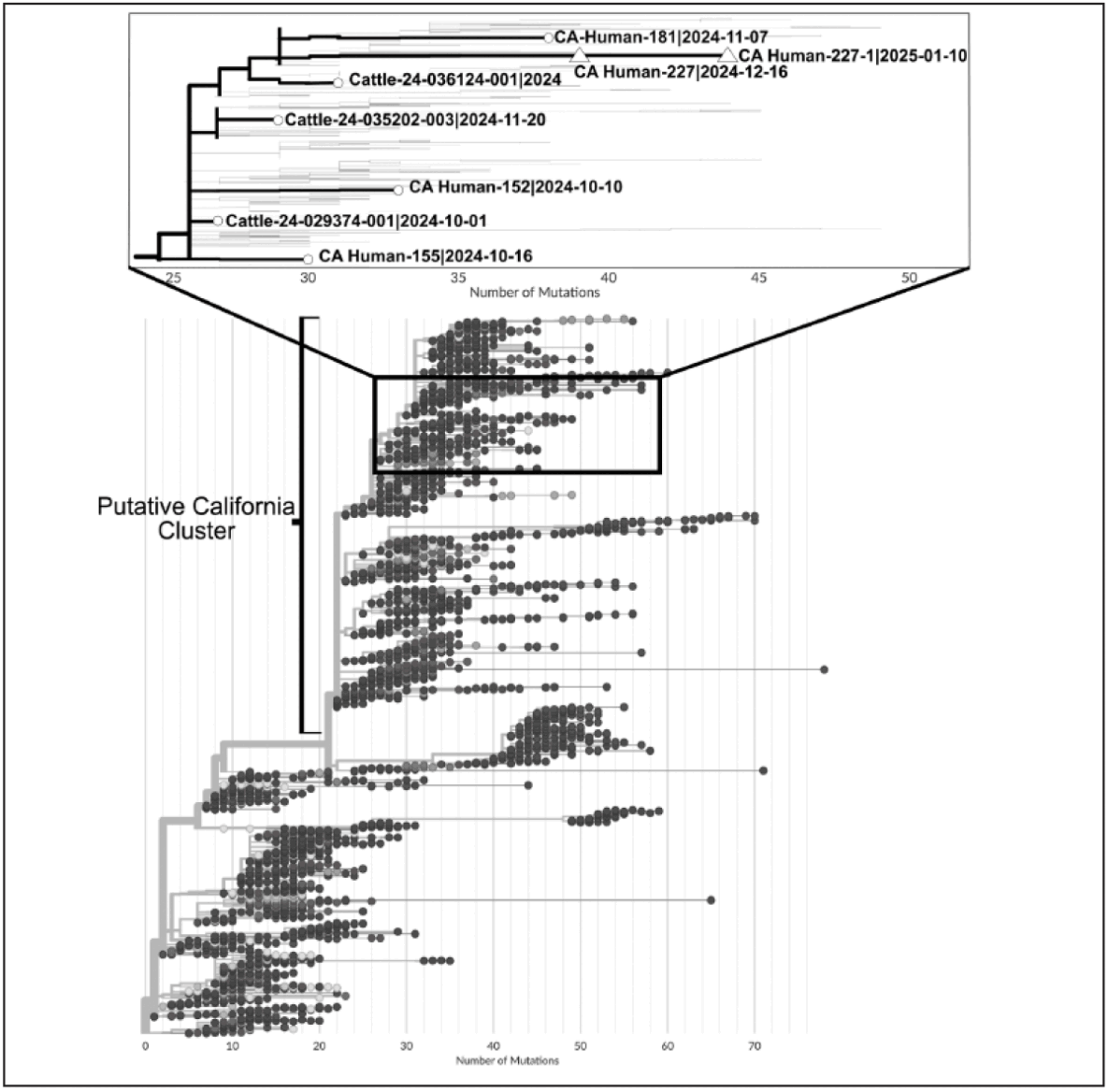 Highly Pathogenic Avian Influenza A(H5N1) Virus Infection in a Child with No Known Exposure — San Francisco, California, December 2024–January 2025 The figure is a phylogenetic tree illustrating highly pathogenic avian influenza (H5N1) genotype B3.13 whole genome sequences.