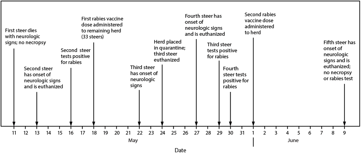 The figure is a timeline depicting rabies cases among steers on a dairy farm in Minnesota during May 11–June 9, 2024.