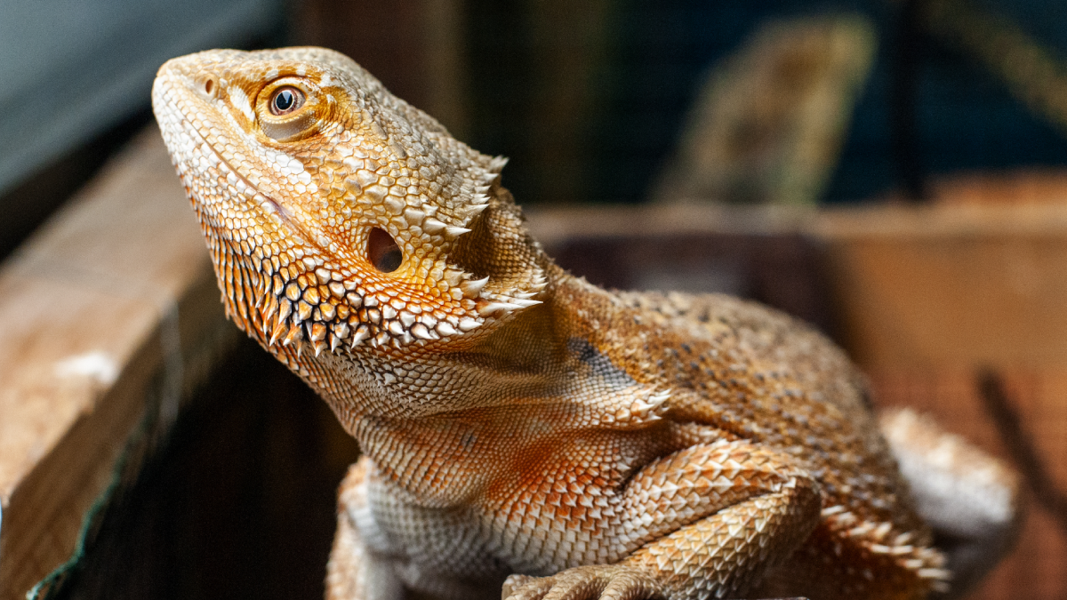 The image shows a bearded dragon.