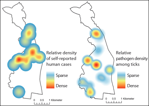 The figure is a map of the Biltmore Forest in North Carolina illustrating the relative density of self-reported human cases of tickborne disease and relative pathogen density among collected ticks during November 2024&ndash;August 2025.