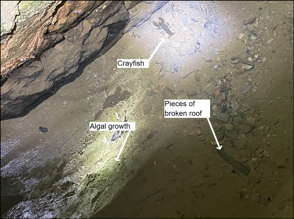 Environmental Investigation of a Campylobacteriosis Outbreak Among Wedding Attendees — York County, Pennsylvania, 2025 The figure is a photograph depicting the bottom of the spring pond that provided water to a wedding venue associated with Campylobacter jejuni gastroenteritis, showing algal growth, pieces of broken roof, and evidence of animal activity.