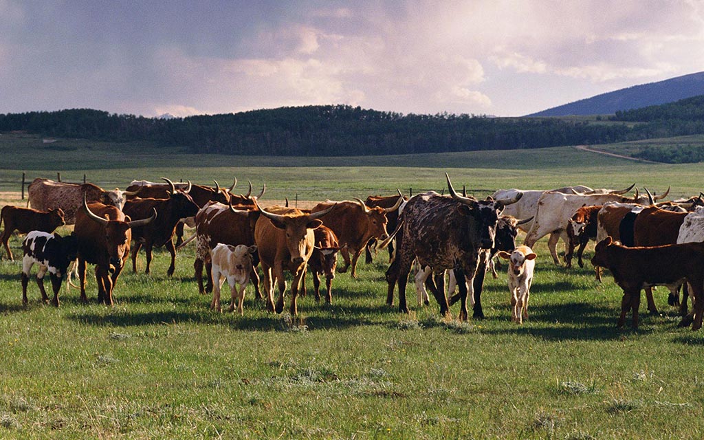 Cattle and livestock grazing in a field.
