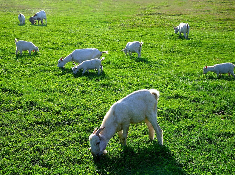 A herd of goats in a pasture.