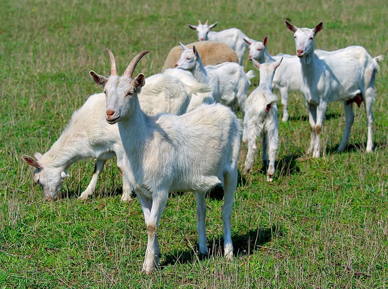 A group of goats in a pasture.