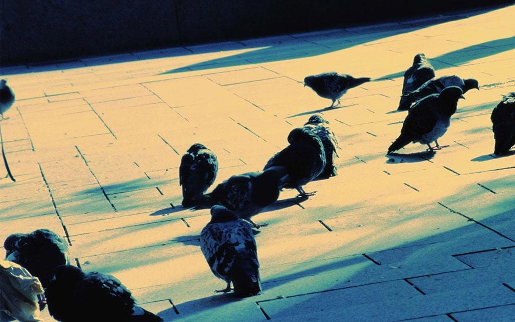 Birds on a city sidewalk.