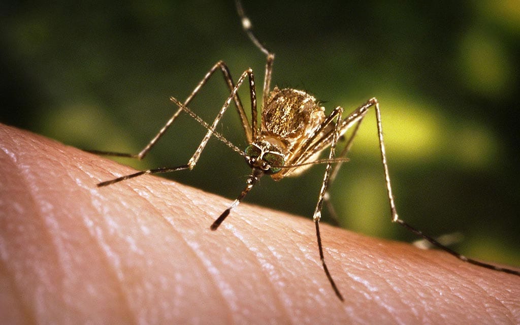 Mosquito biting a human.