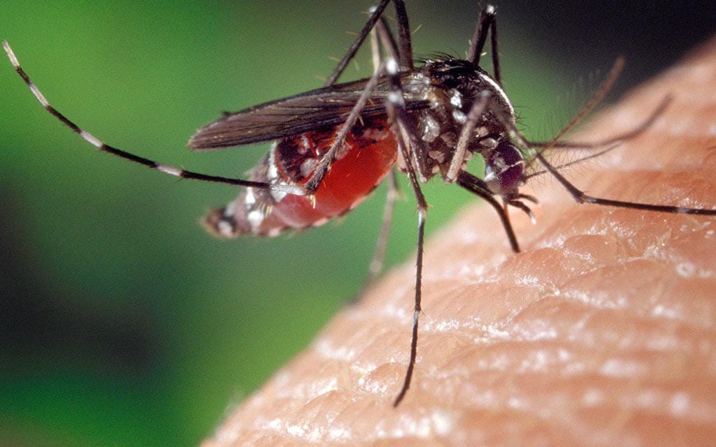 Mosquito biting a human.