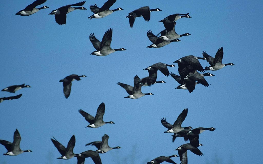 A flock of Canadian geese flying in the air.