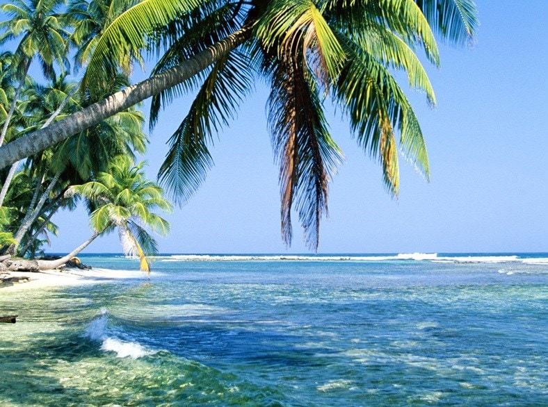 The ocean and palm trees in the Caribbean or tropics.