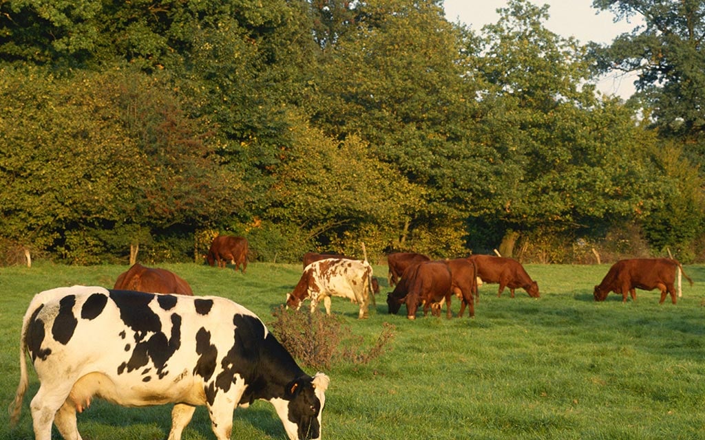 Cattle feeding on grass in a pasture.