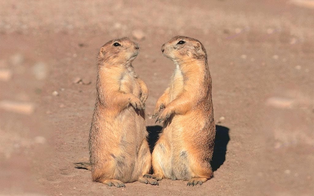 Two prairie dogs standing.
