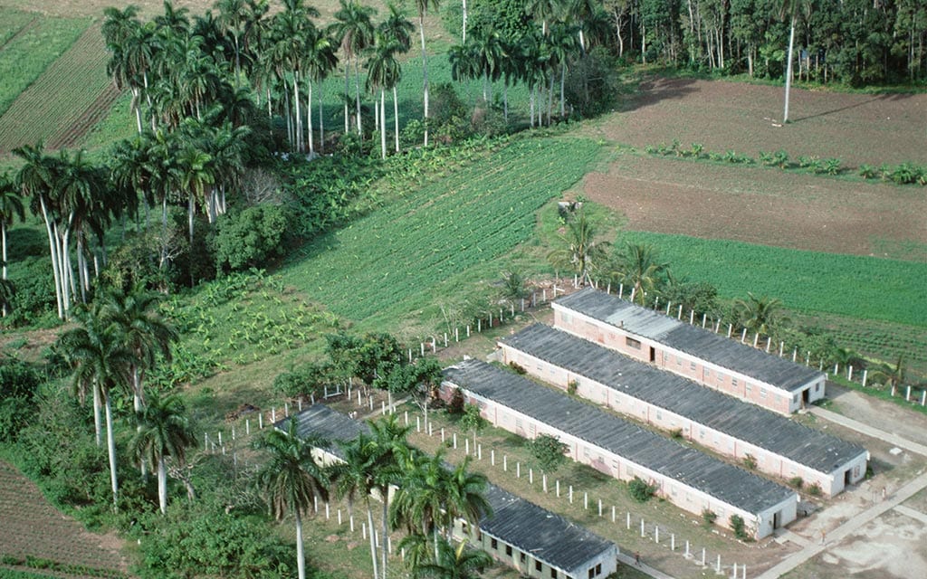 Aerial view of a sugarcane plantation.