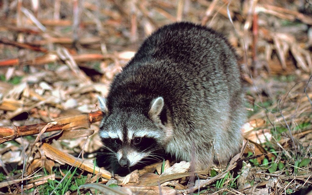 A picture of a racoon in the woods.