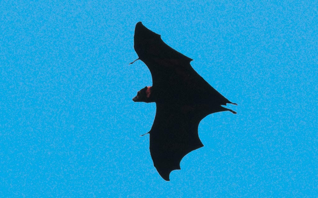A bat flying in the sky.