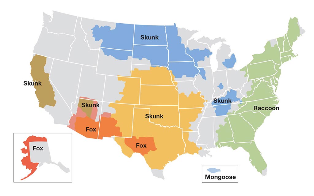 A map showing you which wild animals are most likely to carry the rabies virus in different parts of the United States. Western coast of Alaska, Fox; Northern California, Skunk; Northern Arizona, Skunk; Southern Arizona, Fox; Multiple states in the central midwest, Skunk; Southeast Texas, Fox; Multiple states in the northern midwest, Skunk; Kentucky and Tennessee, Skunk; East coast of the USA, Raccoon; Puerto Rico, Mongoose.