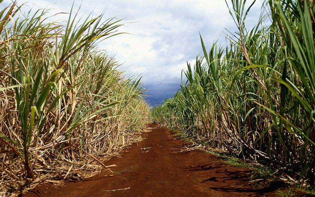 A sugarcane plantation.