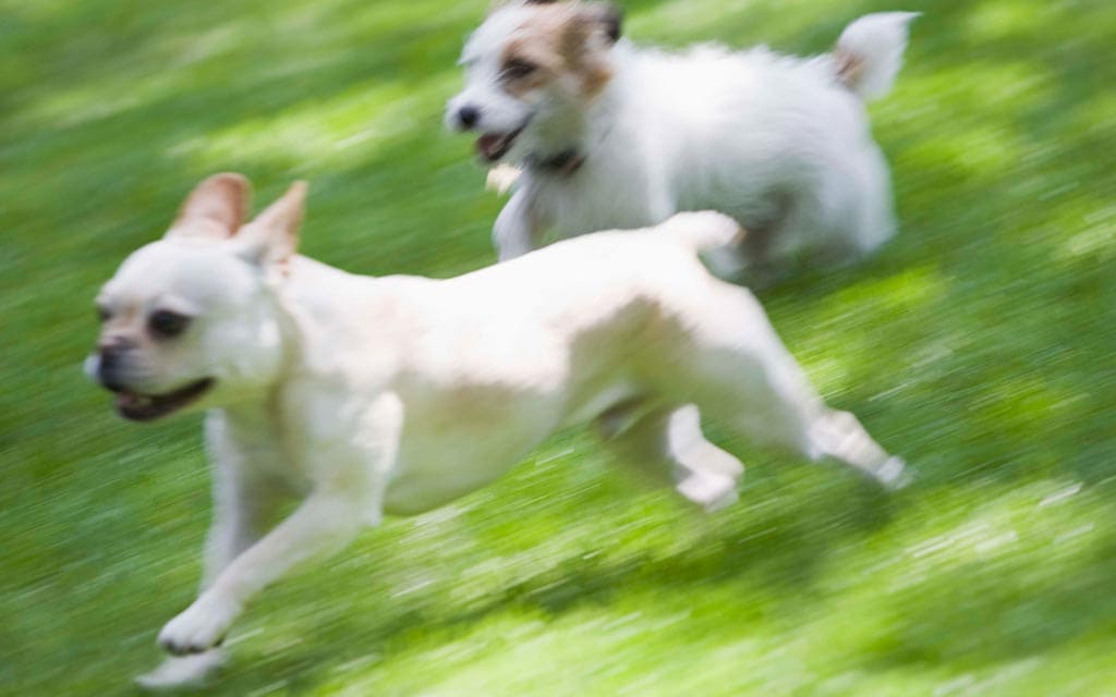 Dogs running in the grass.
