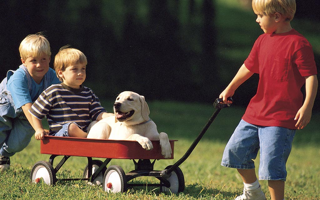 Boys pulling and pushing their dog and brother in a wagon.