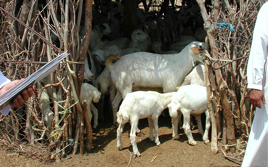 Sheep herded in a tree branch hut.