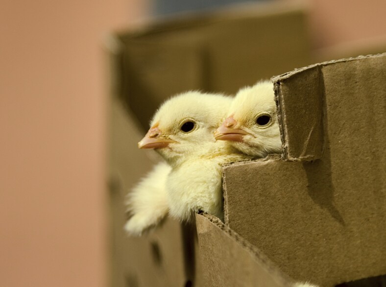 Baby chicks in a cardboard crate.
