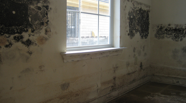 Mold inside a home on a wall.