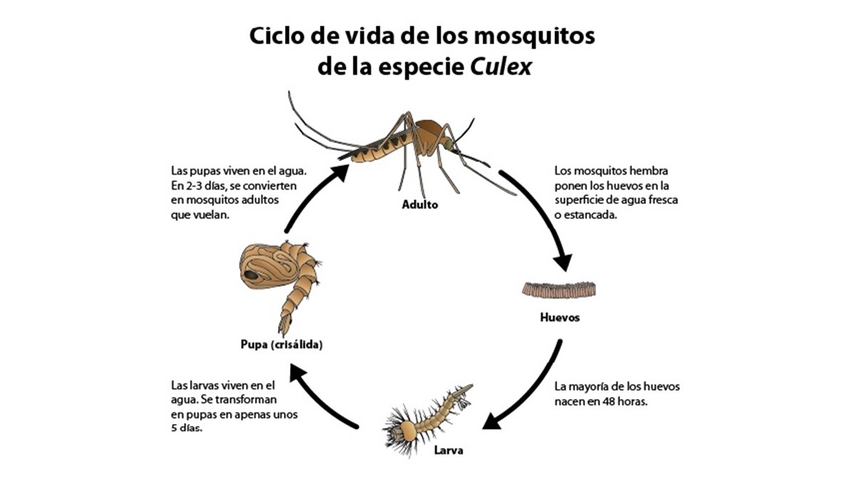 Ciclo de vida del mosquito Culex: consulte la descripción en los párrafos siguientes