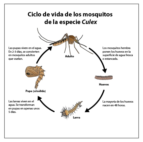 Ciclo de vida del mosquito Culex: consulte la descripción en los párrafos siguientes