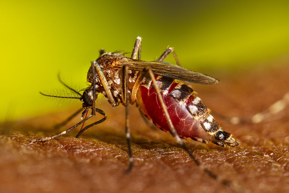 adult mosquito biting a person
