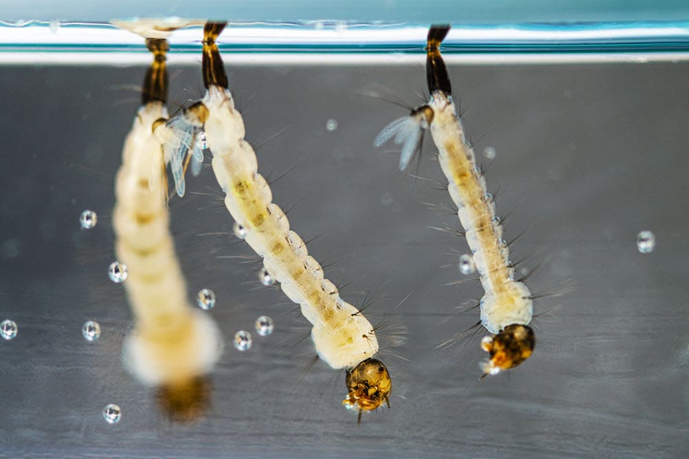 Larvae live in water