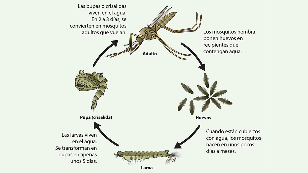 El ciclo de vida de un mosquito de la especie Anopheles incluye una fase de adulto, una fase de huevo, una fase de larva y una fase de pupa. Por lo general, toma de 10 a 14 días para que un huevo se convierta en un mosquito adulto.