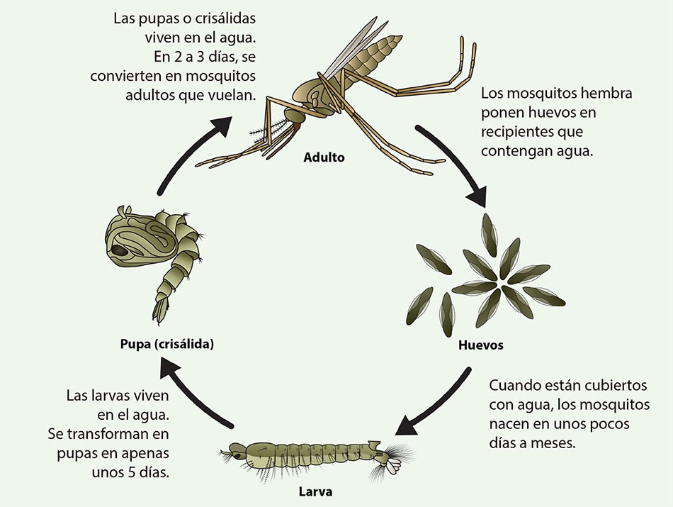 El ciclo de vida de un mosquito de la especie Anopheles incluye una fase de adulto, una fase de huevo, una fase de larva y una fase de pupa. Por lo general, toma de 10 a 14 días para que un huevo se convierta en un mosquito adulto.