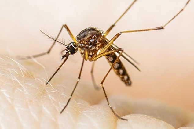 Adult female Aedes aegypti mosquito