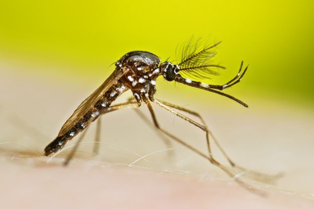 Adult male Aedes aegypti mosquito resting