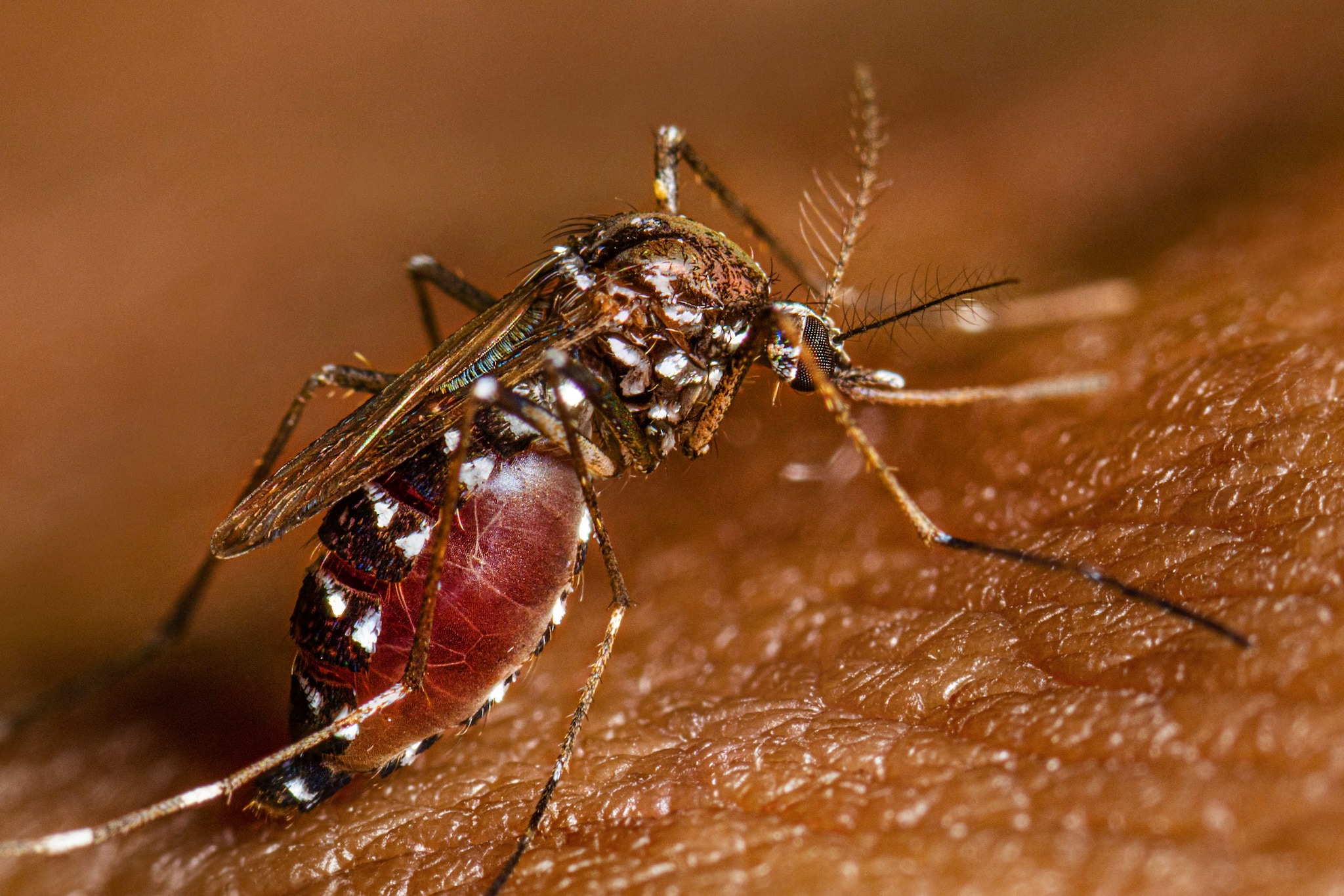 Adult female Aedes albopictus after a blood meal